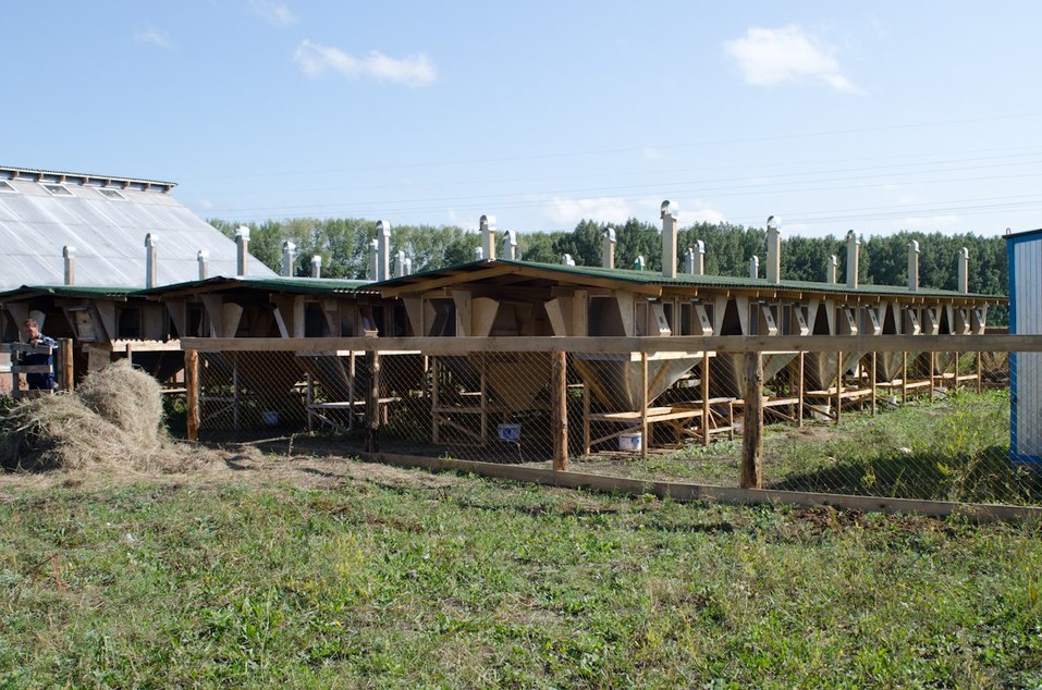 Выращивают герефордов и органик-фуд. Старейшую экоферму на Урале выставили на продажу 1 Выращивают герефордов и органик-фуд. Старейшую экоферму на Урале выставили на продажу 1