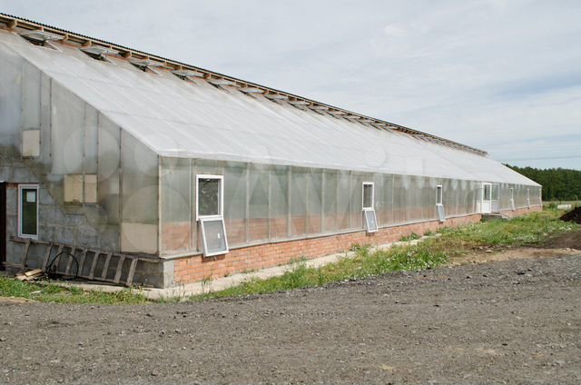 Выращивают герефордов и органик-фуд. Старейшую экоферму на Урале выставили на продажу 2 Выращивают герефордов и органик-фуд. Старейшую экоферму на Урале выставили на продажу 2