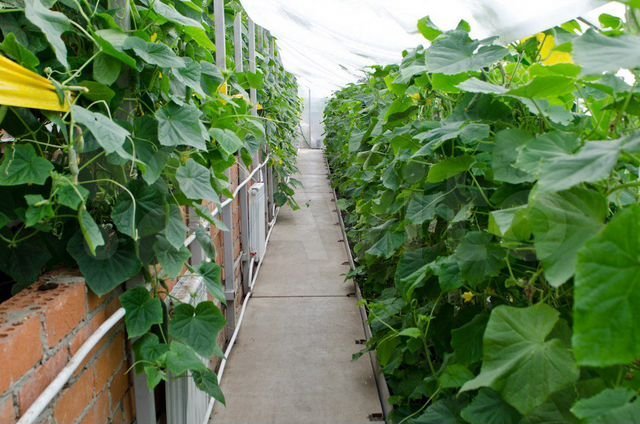 Выращивают герефордов и органик-фуд. Старейшую экоферму на Урале выставили на продажу 3 Выращивают герефордов и органик-фуд. Старейшую экоферму на Урале выставили на продажу 3