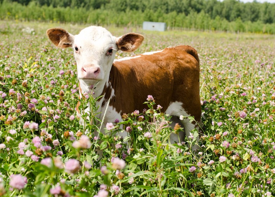 Выращивают герефордов и органик-фуд. Старейшую экоферму на Урале выставили на продажу 4 Выращивают герефордов и органик-фуд. Старейшую экоферму на Урале выставили на продажу 4