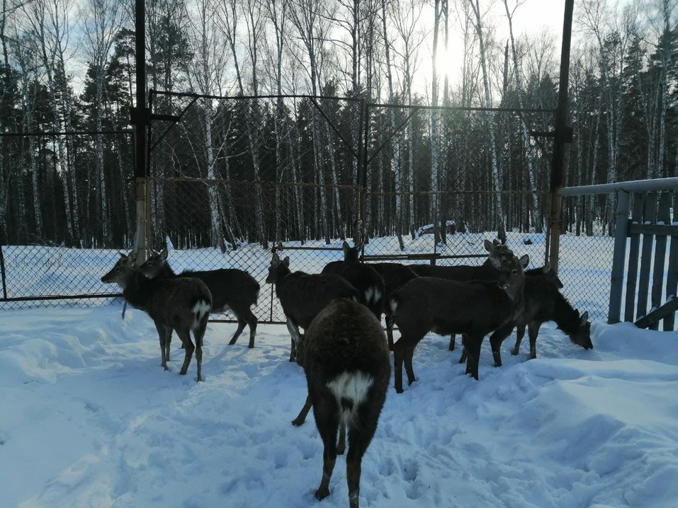 Олени на ферме Олени на ферме