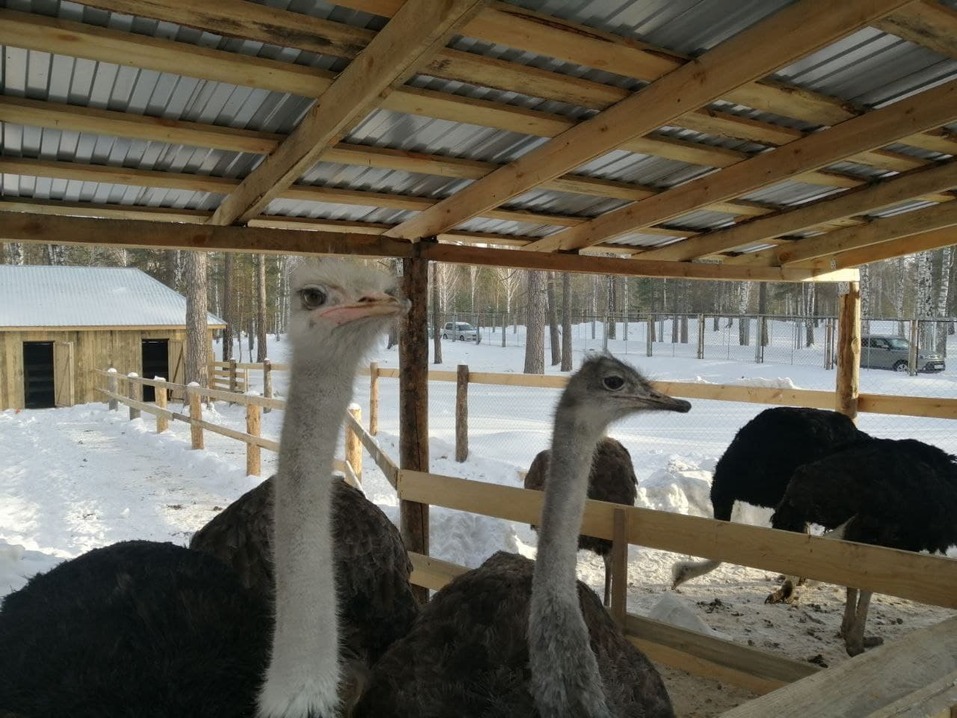 Страусы на ферме Страусы на ферме