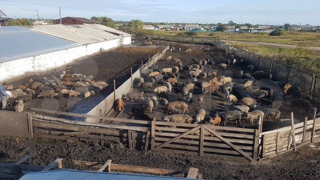 Шале в горах, водочный завод, полигон ТБО: топ объявлений о продаже бизнеса на Южном Урале 10 Шале в горах, водочный завод, полигон ТБО: топ объявлений о продаже бизнеса на Южном Урале 10
