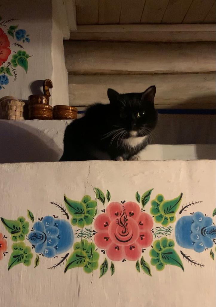 «Терпят нас за вкусняшки»: котики, которые стоят за екатеринбургскими бизнесменами 14 «Терпят нас за вкусняшки»: котики, которые стоят за екатеринбургскими бизнесменами 14