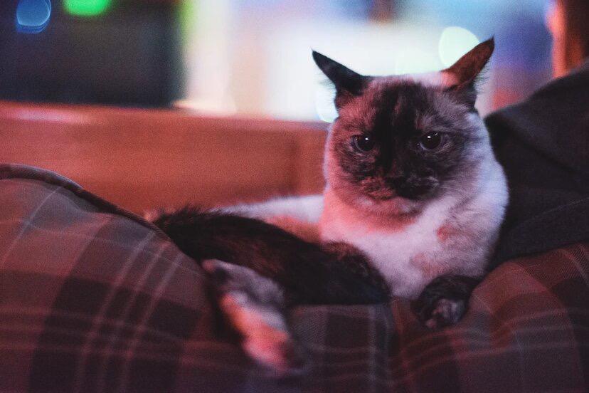 «Терпят нас за вкусняшки»: котики, которые стоят за екатеринбургскими бизнесменами 9 «Терпят нас за вкусняшки»: котики, которые стоят за екатеринбургскими бизнесменами 9