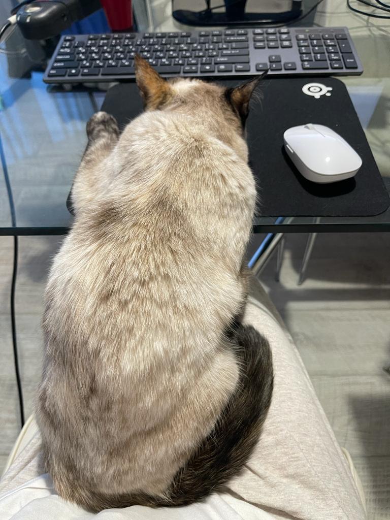 «Терпят нас за вкусняшки»: котики, которые стоят за екатеринбургскими бизнесменами 10 «Терпят нас за вкусняшки»: котики, которые стоят за екатеринбургскими бизнесменами 10