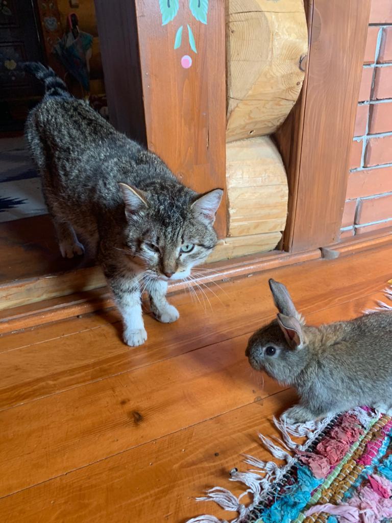 «Терпят нас за вкусняшки»: котики, которые стоят за екатеринбургскими бизнесменами 15 «Терпят нас за вкусняшки»: котики, которые стоят за екатеринбургскими бизнесменами 15