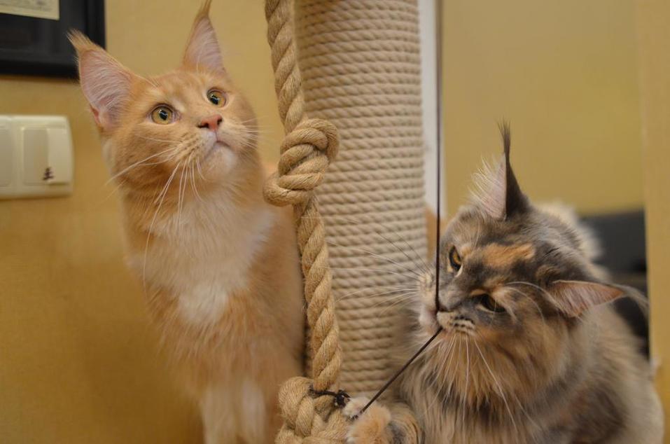 «Терпят нас за вкусняшки»: котики, которые стоят за екатеринбургскими бизнесменами 13 «Терпят нас за вкусняшки»: котики, которые стоят за екатеринбургскими бизнесменами 13