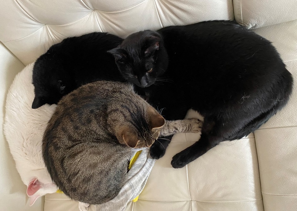 «Терпят нас за вкусняшки»: котики, которые стоят за екатеринбургскими бизнесменами 17 «Терпят нас за вкусняшки»: котики, которые стоят за екатеринбургскими бизнесменами 17