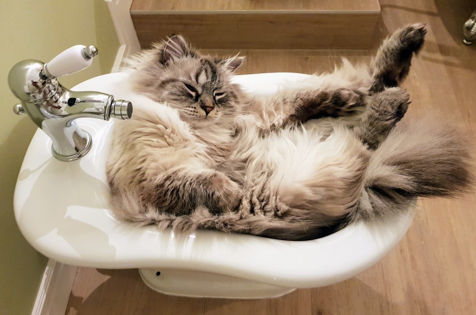 «Терпят нас за вкусняшки»: котики, которые стоят за екатеринбургскими бизнесменами 6 «Терпят нас за вкусняшки»: котики, которые стоят за екатеринбургскими бизнесменами 6