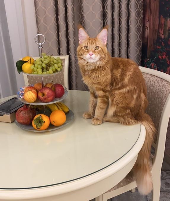 «Терпят нас за вкусняшки»: котики, которые стоят за екатеринбургскими бизнесменами 3 «Терпят нас за вкусняшки»: котики, которые стоят за екатеринбургскими бизнесменами 3