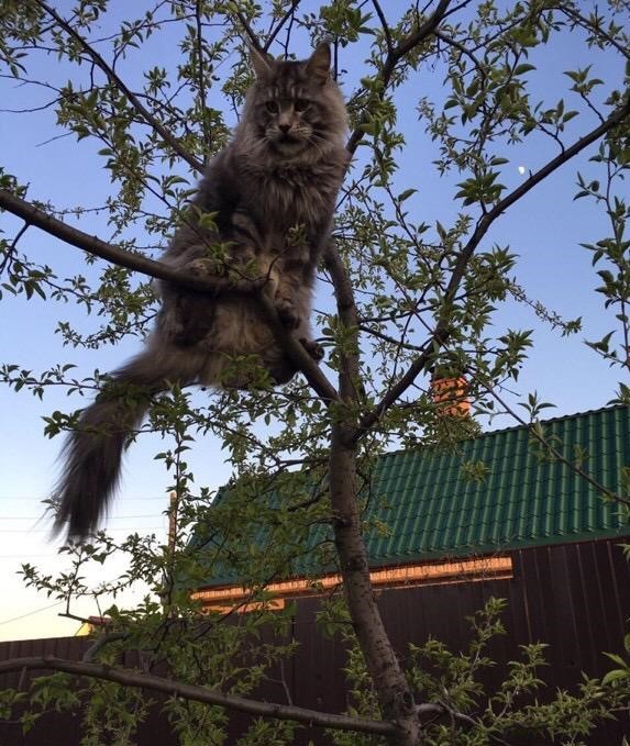 «Терпят нас за вкусняшки»: котики, которые стоят за екатеринбургскими бизнесменами 4 «Терпят нас за вкусняшки»: котики, которые стоят за екатеринбургскими бизнесменами 4