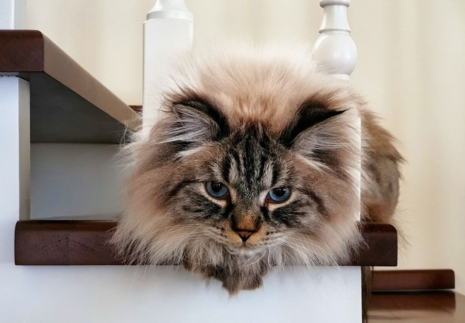 «Терпят нас за вкусняшки»: котики, которые стоят за екатеринбургскими бизнесменами 8 «Терпят нас за вкусняшки»: котики, которые стоят за екатеринбургскими бизнесменами 8