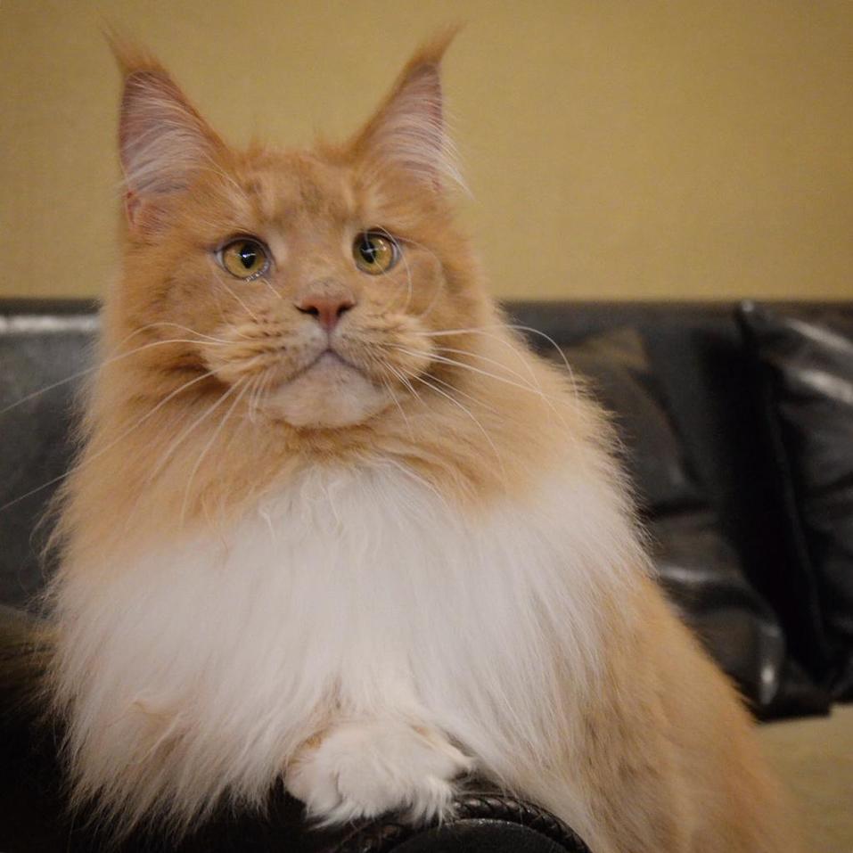 «Терпят нас за вкусняшки»: котики, которые стоят за екатеринбургскими бизнесменами 12 «Терпят нас за вкусняшки»: котики, которые стоят за екатеринбургскими бизнесменами 12