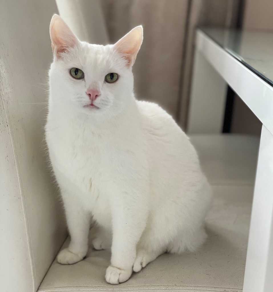 «Терпят нас за вкусняшки»: котики, которые стоят за екатеринбургскими бизнесменами 18 «Терпят нас за вкусняшки»: котики, которые стоят за екатеринбургскими бизнесменами 18