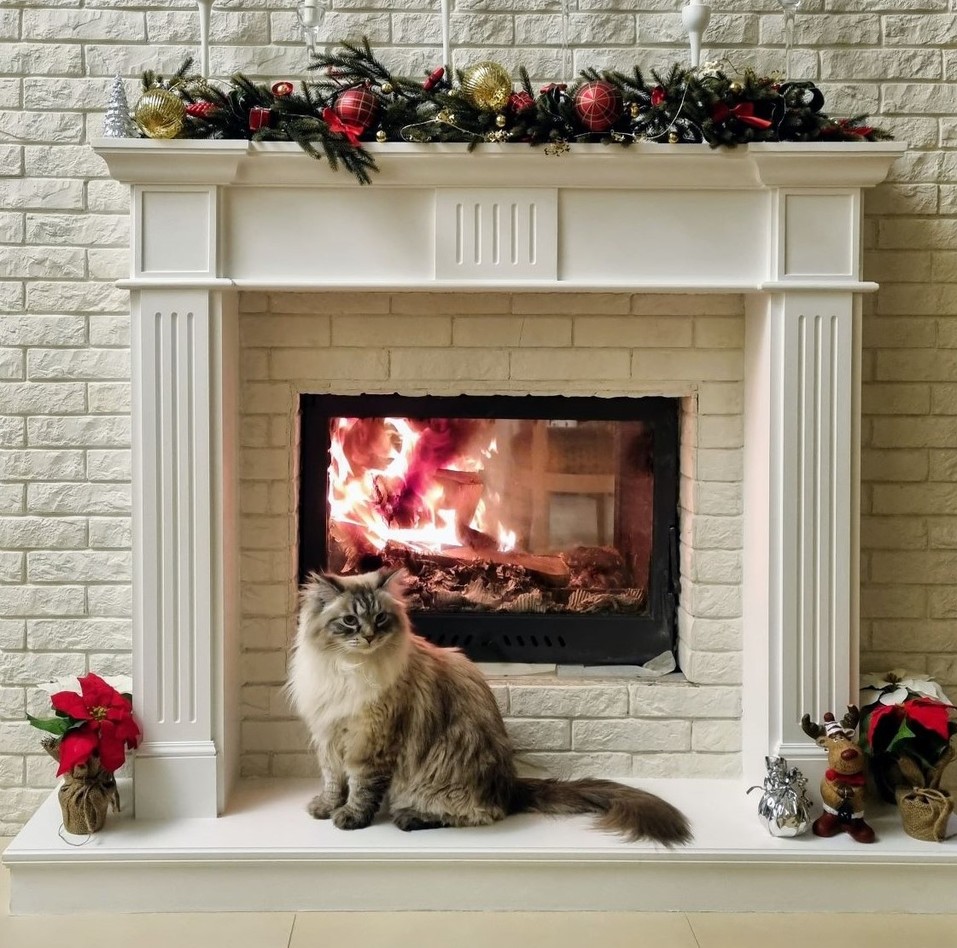 «Терпят нас за вкусняшки»: котики, которые стоят за екатеринбургскими бизнесменами 7 «Терпят нас за вкусняшки»: котики, которые стоят за екатеринбургскими бизнесменами 7