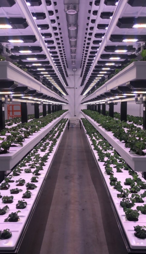 наSTART#5: Авторы технологии, которая позволит решить проблему дефицита еды, ищут партнера 3 наSTART#5: Авторы технологии, которая позволит решить проблему дефицита еды, ищут партнера 3