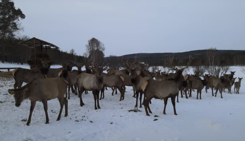 Охотничьи угодья Валерия Малышева: «Здесь любят отдыхать уральские олигархи» 3 Охотничьи угодья Валерия Малышева: «Здесь любят отдыхать уральские олигархи» 3