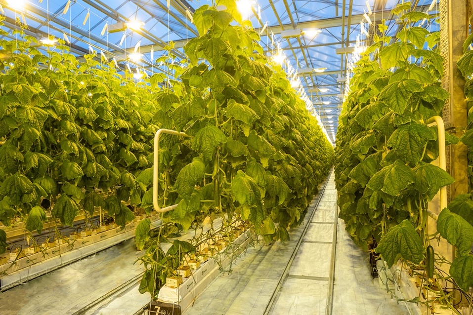 «10 лет назад приносили только убытки». Как работает самый крупный агрокомбинат области 4 «10 лет назад приносили только убытки». Как работает самый крупный агрокомбинат области 4