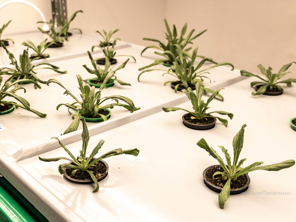 Новосибирский разработчик iFarm вырастил в мульти-лаборатории европейские сорта клубники 2 Новосибирский разработчик iFarm вырастил в мульти-лаборатории европейские сорта клубники 2