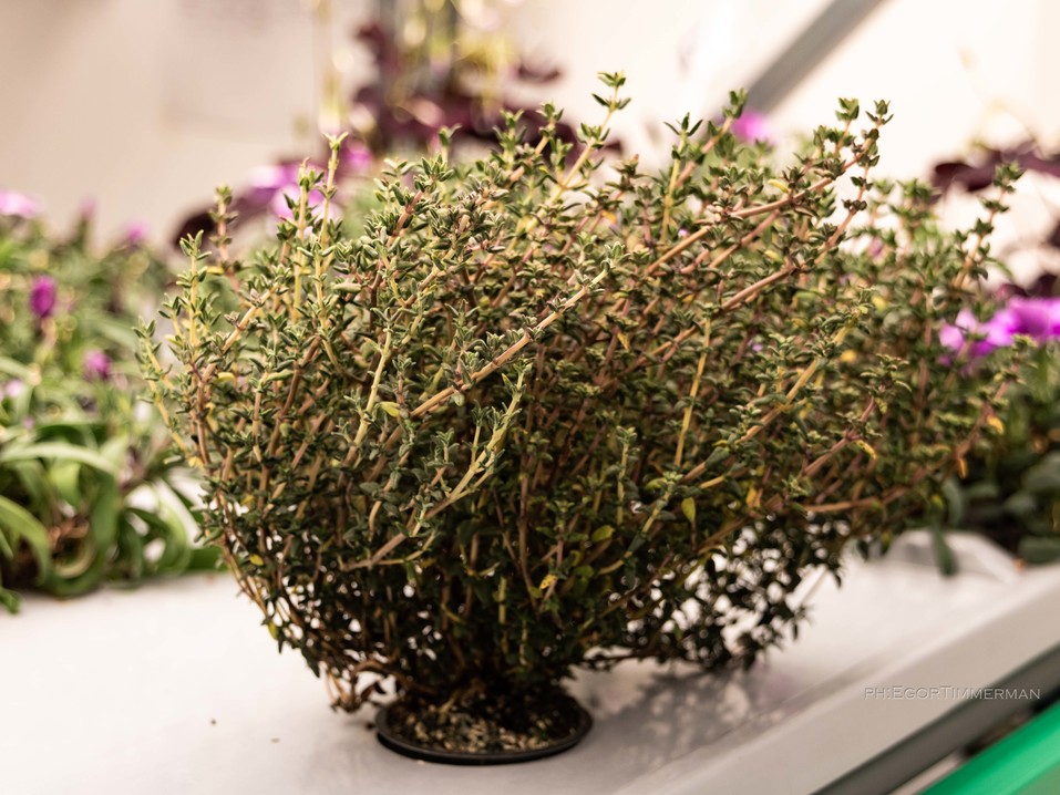 Новосибирский разработчик iFarm вырастил в мульти-лаборатории европейские сорта клубники 3 Новосибирский разработчик iFarm вырастил в мульти-лаборатории европейские сорта клубники 3