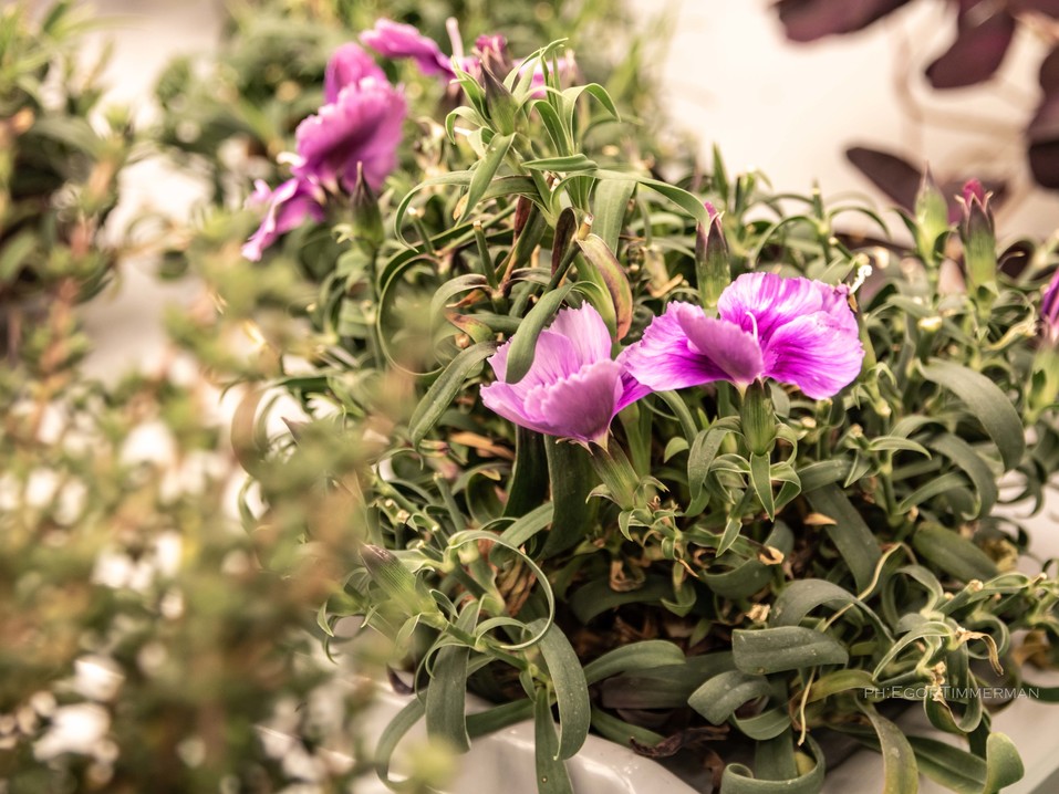 Новосибирский разработчик iFarm вырастил в мульти-лаборатории европейские сорта клубники 4 Новосибирский разработчик iFarm вырастил в мульти-лаборатории европейские сорта клубники 4