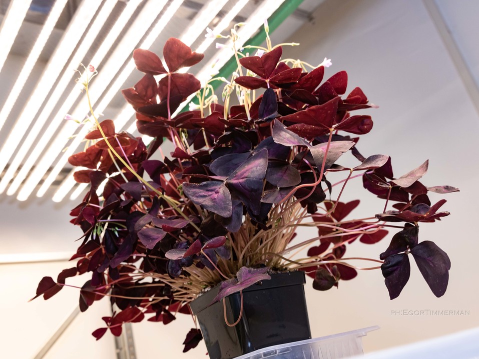 Новосибирский разработчик iFarm вырастил в мульти-лаборатории европейские сорта клубники 5 Новосибирский разработчик iFarm вырастил в мульти-лаборатории европейские сорта клубники 5