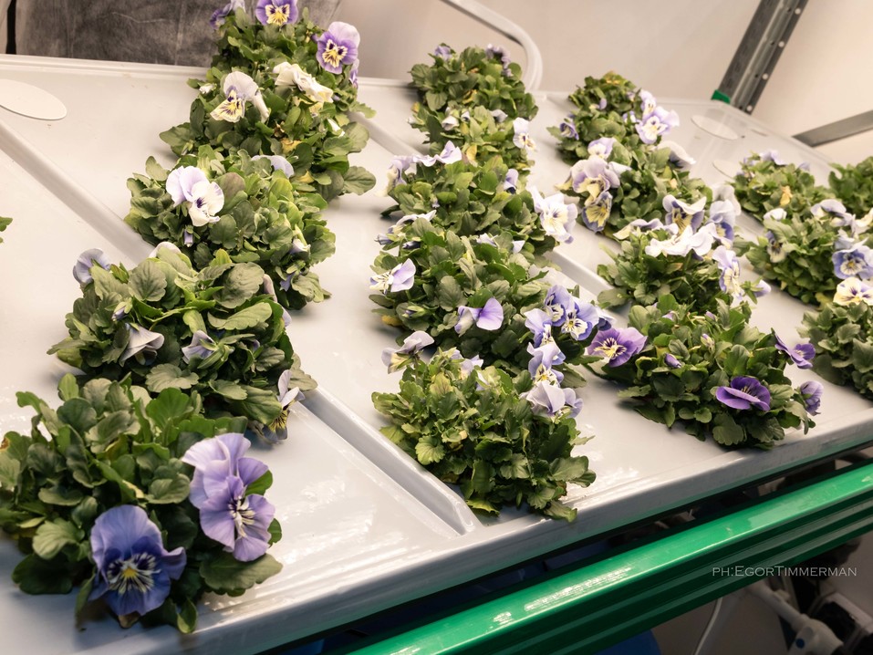 Новосибирский разработчик iFarm вырастил в мульти-лаборатории европейские сорта клубники 6 Новосибирский разработчик iFarm вырастил в мульти-лаборатории европейские сорта клубники 6