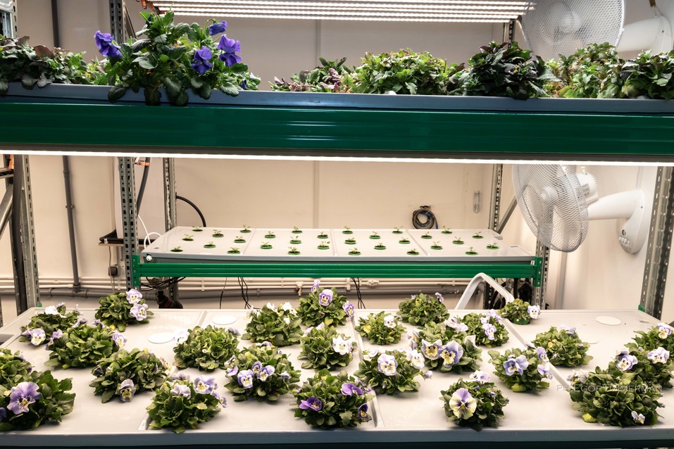 Новосибирский разработчик iFarm вырастил в мульти-лаборатории европейские сорта клубники 7 Новосибирский разработчик iFarm вырастил в мульти-лаборатории европейские сорта клубники 7