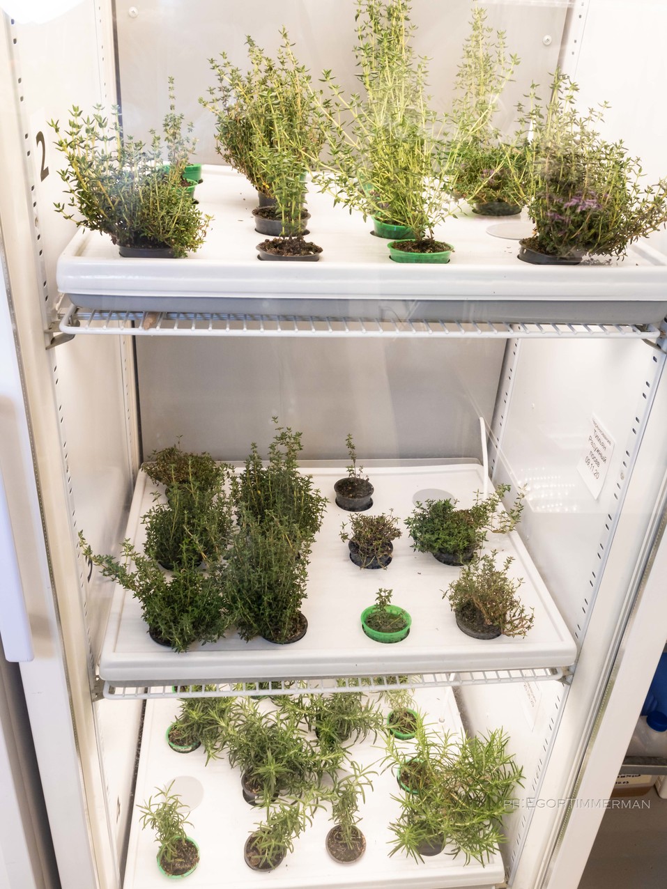 Новосибирский разработчик iFarm вырастил в мульти-лаборатории европейские сорта клубники 8 Новосибирский разработчик iFarm вырастил в мульти-лаборатории европейские сорта клубники 8