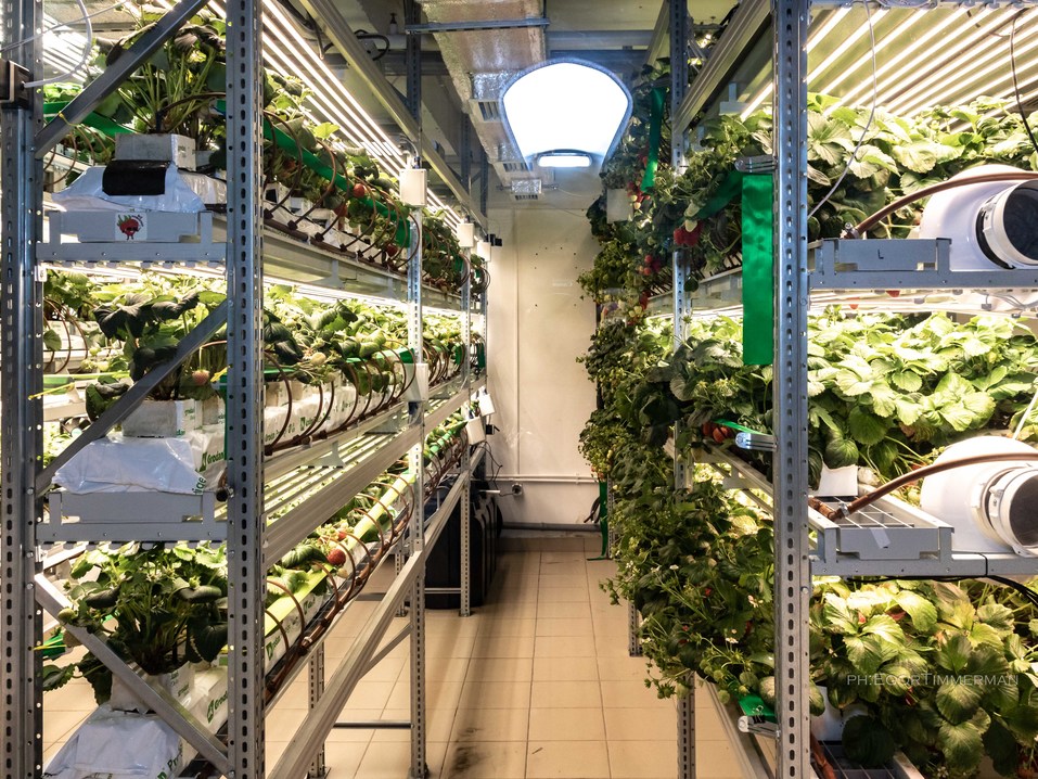 Новосибирский разработчик iFarm вырастил в мульти-лаборатории европейские сорта клубники 16 Новосибирский разработчик iFarm вырастил в мульти-лаборатории европейские сорта клубники 16