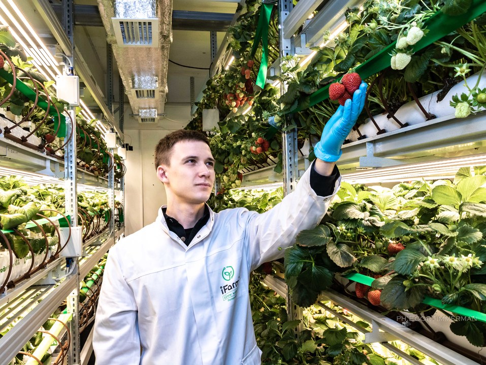 Новосибирский разработчик iFarm вырастил в мульти-лаборатории европейские сорта клубники 19 Новосибирский разработчик iFarm вырастил в мульти-лаборатории европейские сорта клубники 19