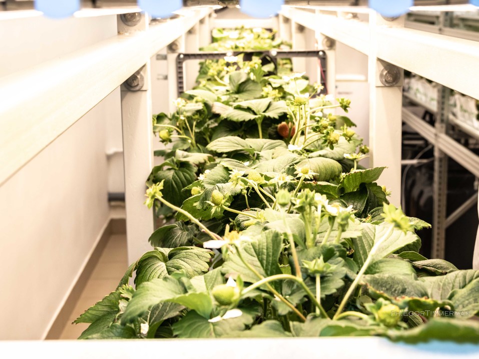 Новосибирский разработчик iFarm вырастил в мульти-лаборатории европейские сорта клубники 20 Новосибирский разработчик iFarm вырастил в мульти-лаборатории европейские сорта клубники 20