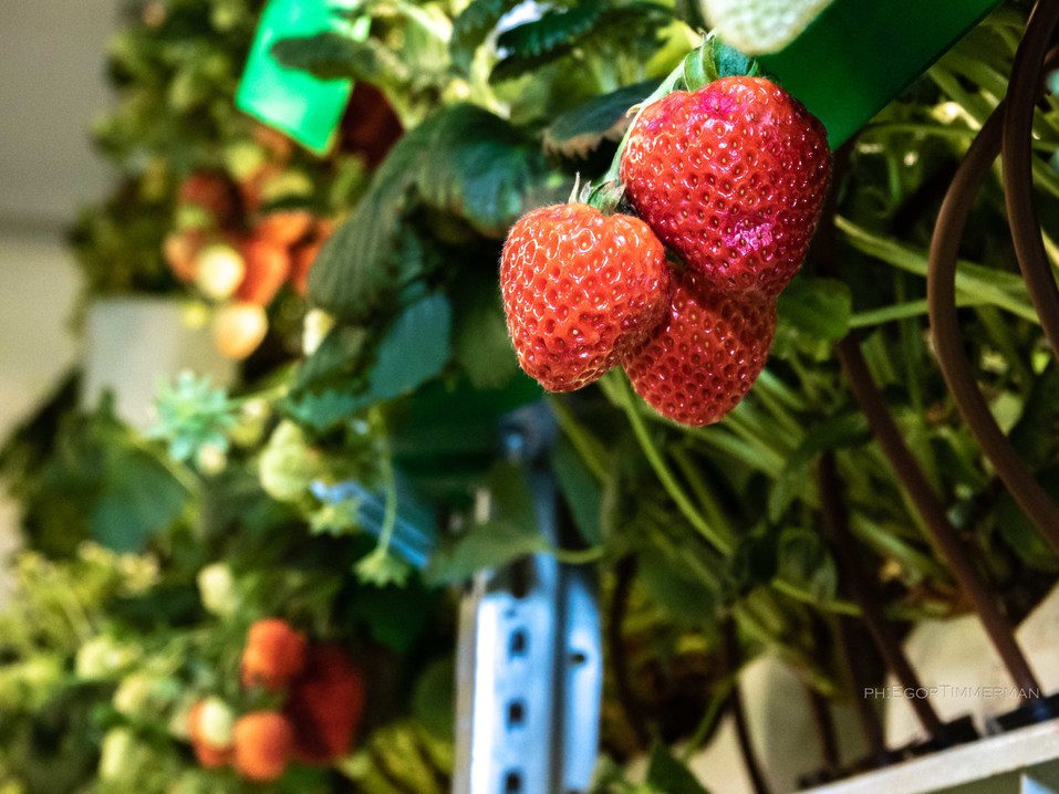 Новосибирский разработчик iFarm вырастил в мульти-лаборатории европейские сорта клубники 24 Новосибирский разработчик iFarm вырастил в мульти-лаборатории европейские сорта клубники 24