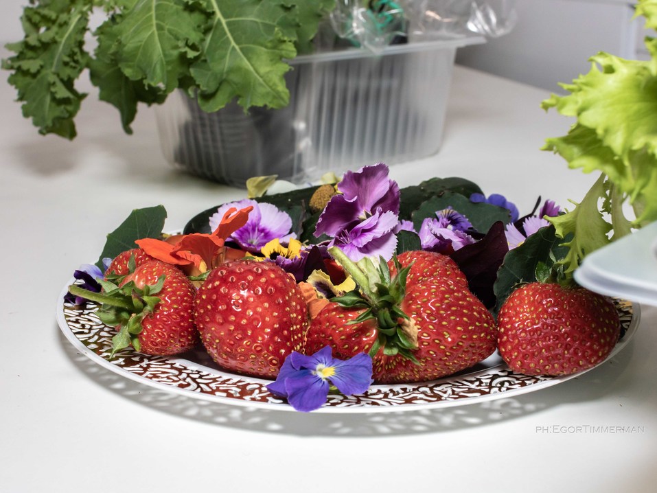 Новосибирский разработчик iFarm вырастил в мульти-лаборатории европейские сорта клубники 27 Новосибирский разработчик iFarm вырастил в мульти-лаборатории европейские сорта клубники 27