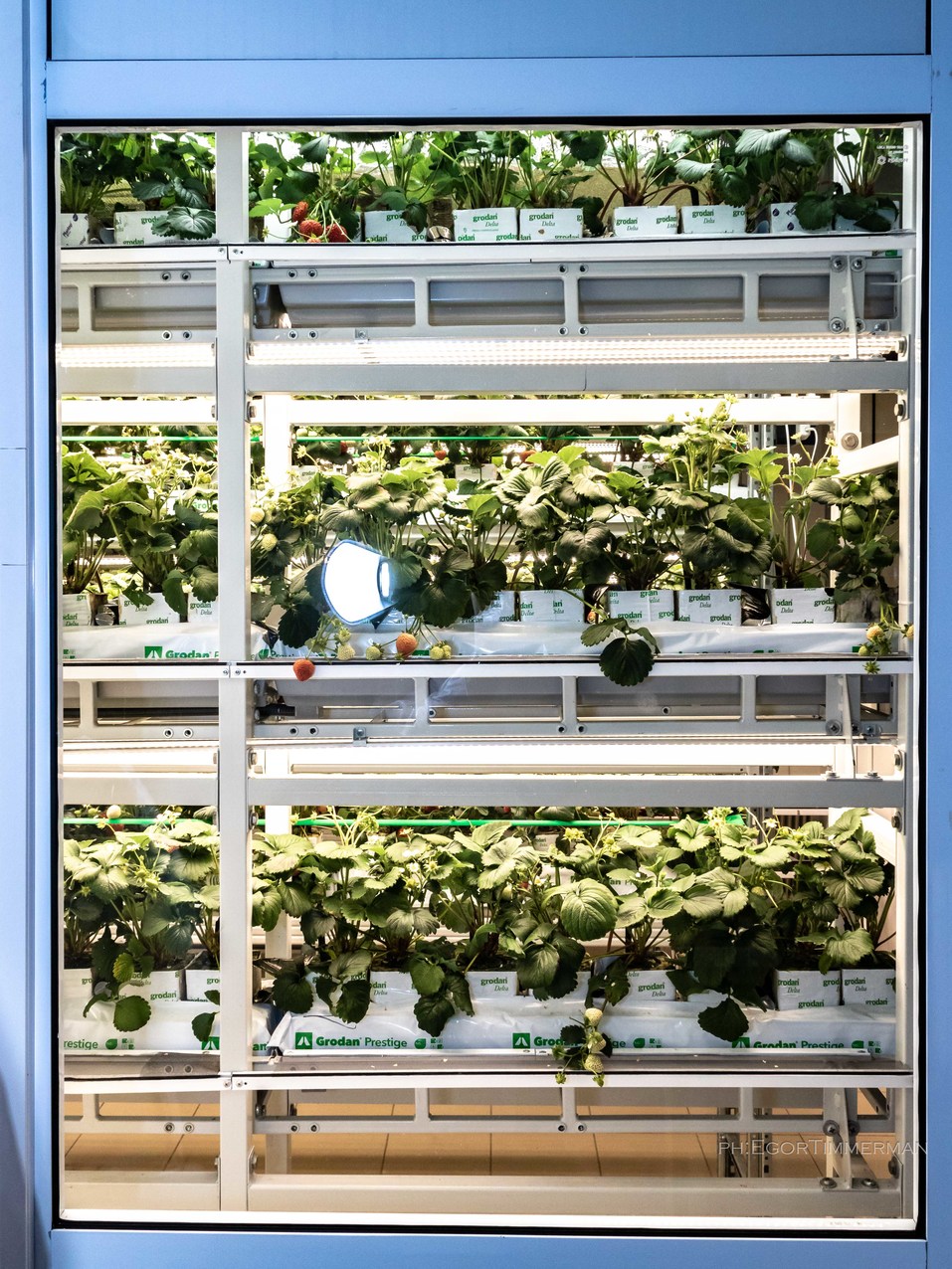 Новосибирский разработчик iFarm вырастил в мульти-лаборатории европейские сорта клубники 25 Новосибирский разработчик iFarm вырастил в мульти-лаборатории европейские сорта клубники 25