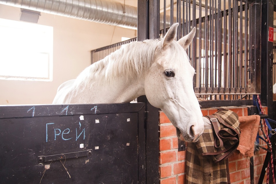 «Конноспортивный комплекс — не дорогая игрушка» — Наталья Алистратова, «Рифей» 7 «Конноспортивный комплекс — не дорогая игрушка» — Наталья Алистратова, «Рифей» 7