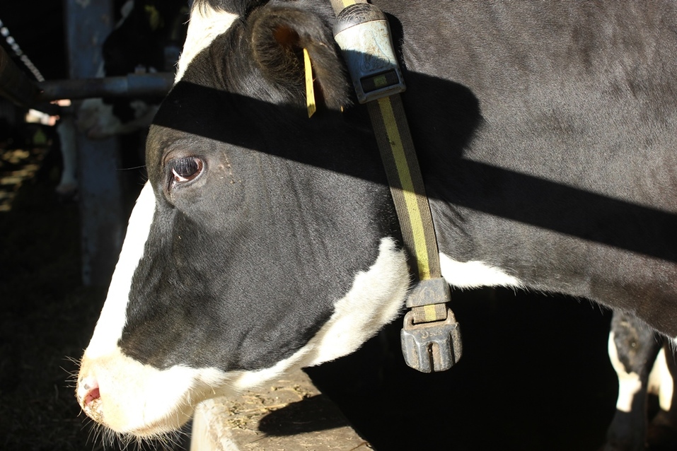 Все коровы в специальных ошейниках Все коровы в специальных ошейниках