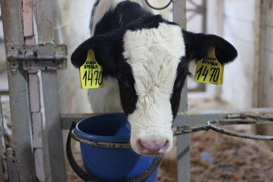 Телочки, рожденные на ферме, вначале обходятся без транспондера Телочки, рожденные на ферме, вначале обходятся без транспондера