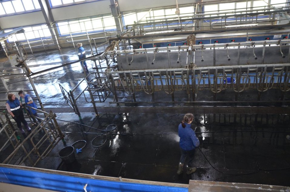 Автоматизированным доильным комплексом управляют всего два человека Автоматизированным доильным комплексом управляют всего два человека