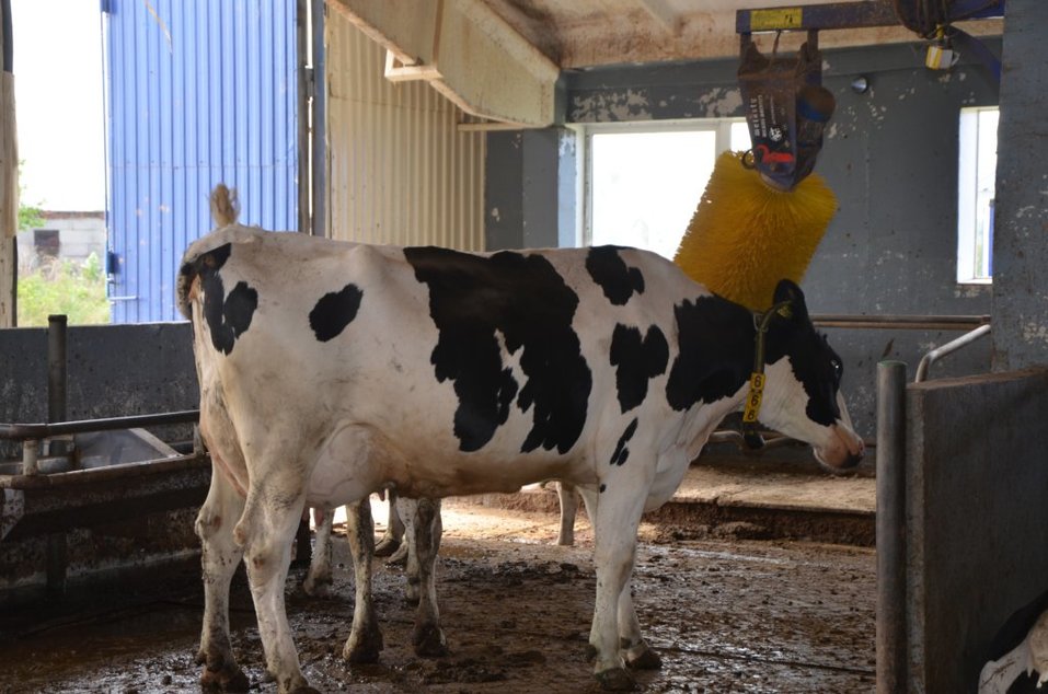 На ферме созданы все условия для животных, вплоть до автоматических чесалок