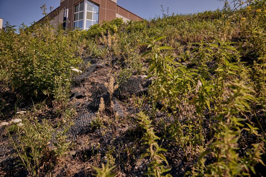 Озеленение Озеленение