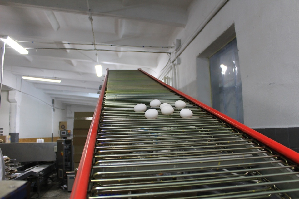 Система автоматического яйцесбора Система автоматического яйцесбора