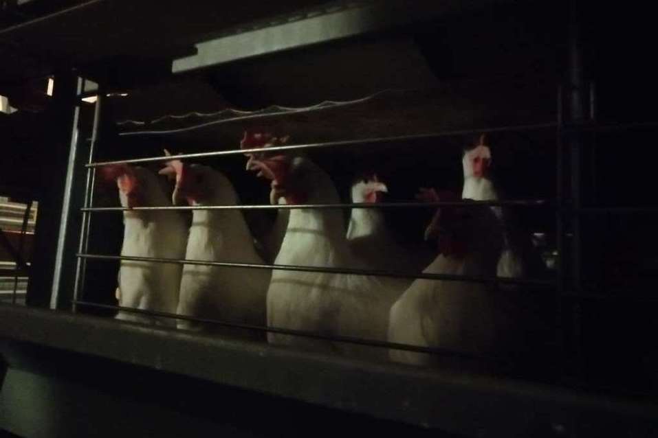 Куры-несушки Куры-несушки