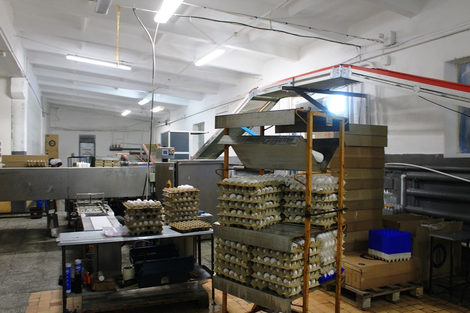 Яйцесортировка Яйцесортировка