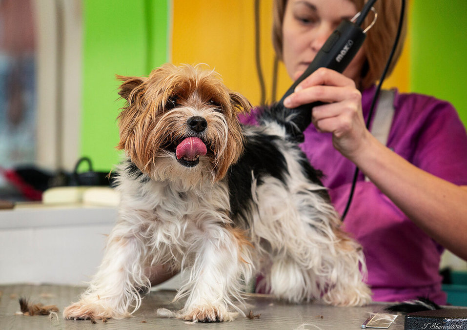 «В России 68 миллионов собак и кошек. Только представьте, какой объем рынка!» 2 «В России 68 миллионов собак и кошек. Только представьте, какой объем рынка!» 2