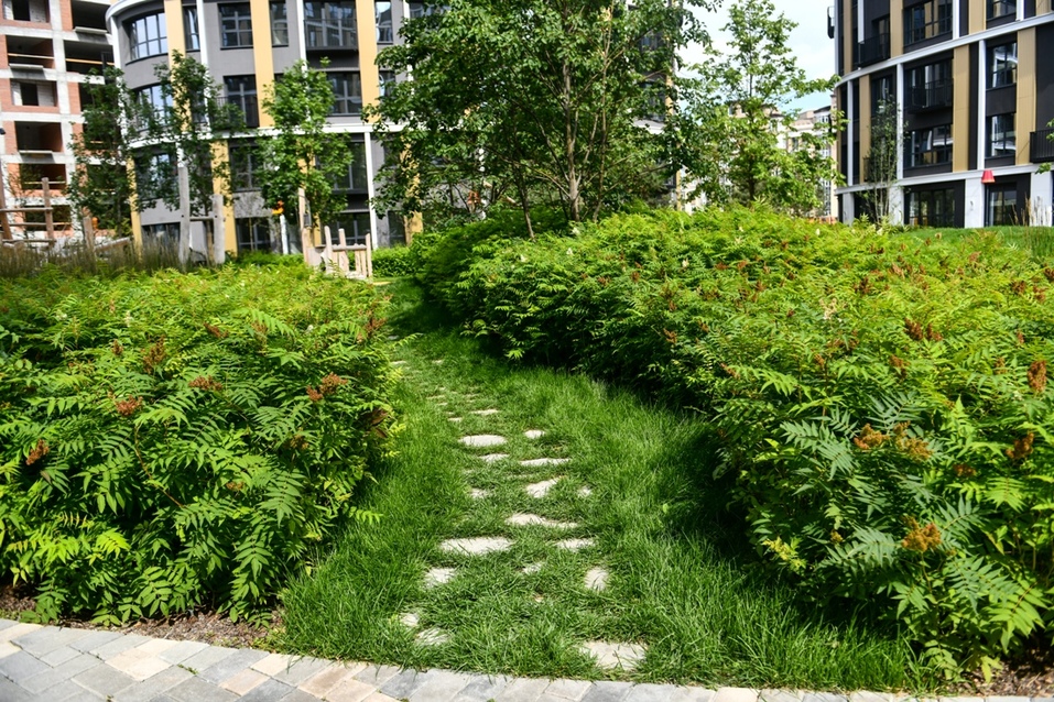 Часть двора напоминает парк или лес Часть двора напоминает парк или лес