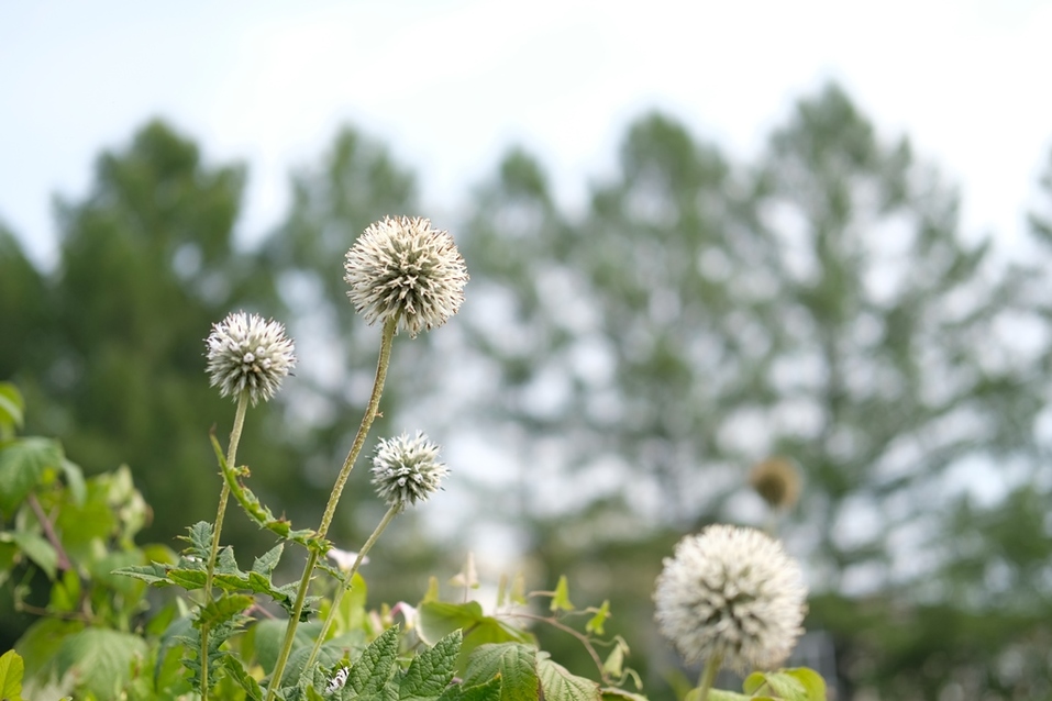 Мордовник шароголовый. Фото: УрФУ / Елизавета Веретенникова. Мордовник шароголовый. Фото: УрФУ / Елизавета Веретенникова.