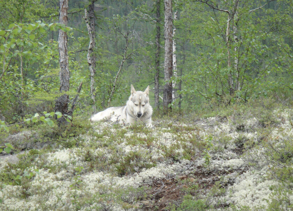 А мы пойдем на север. И на восток. Новые направления отдыха и туризма 4 А мы пойдем на север. И на восток. Новые направления отдыха и туризма 4