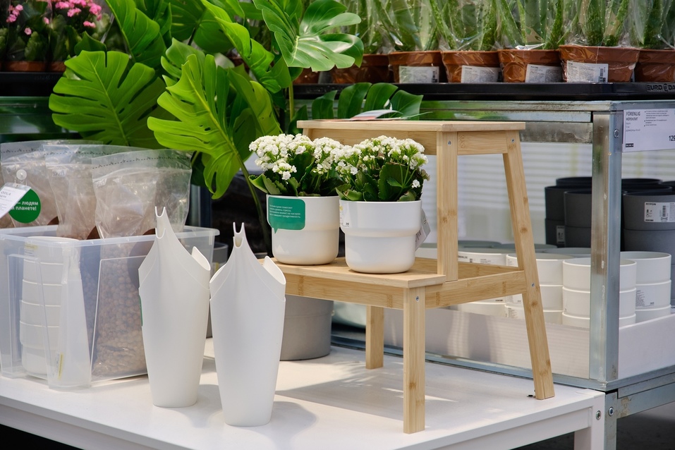 В экошопе - большой выбор зеленых растений В экошопе - большой выбор зеленых растений